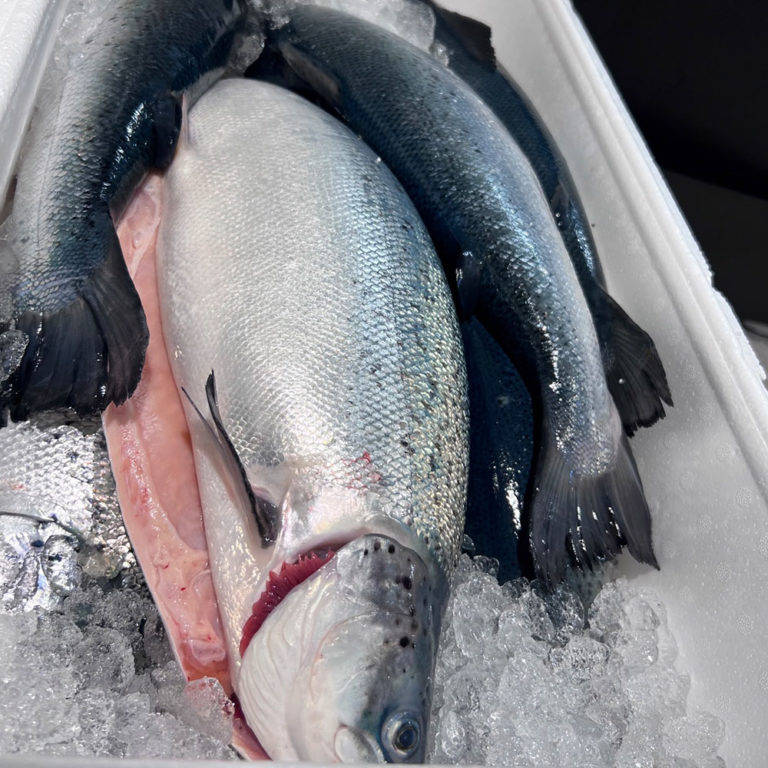 Calling all salmon lovers in Oslo! salmonevolution.no