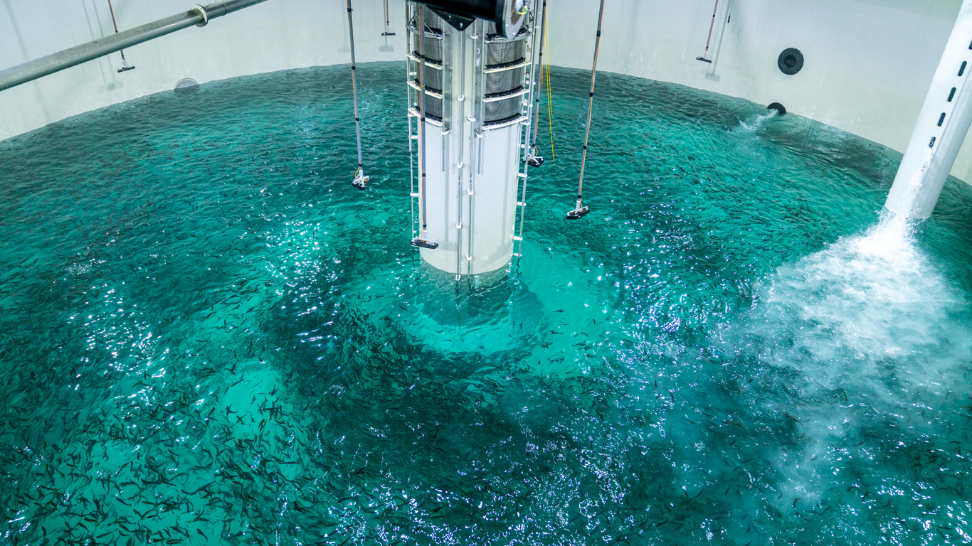 First Smolt to Phase 2 at Indre Harøy. Photo